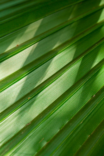 Closeup Macro Shot of Tropical palm tree washingtonia filifera and bright sunshine of Linden ex Andre H.Wendi ex de Bary Sort