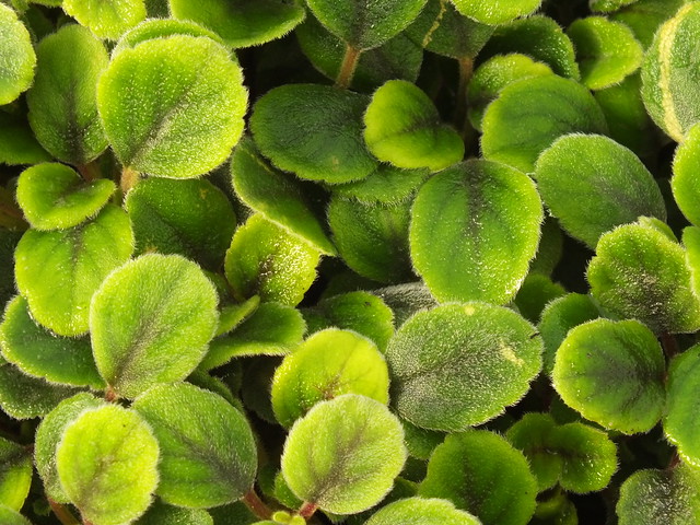 Lace-flower vine (Alsobia dianthiflora)