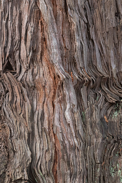 Coast Redwod/Sequoia sempervirens