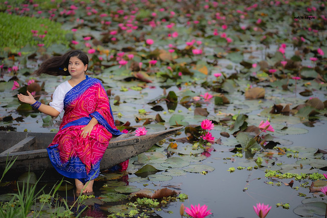 Water lily portrait / শাপলা বিল