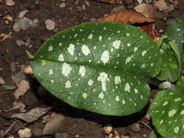 Mary's tears (Pulmonaria officinalis) seedling leaf