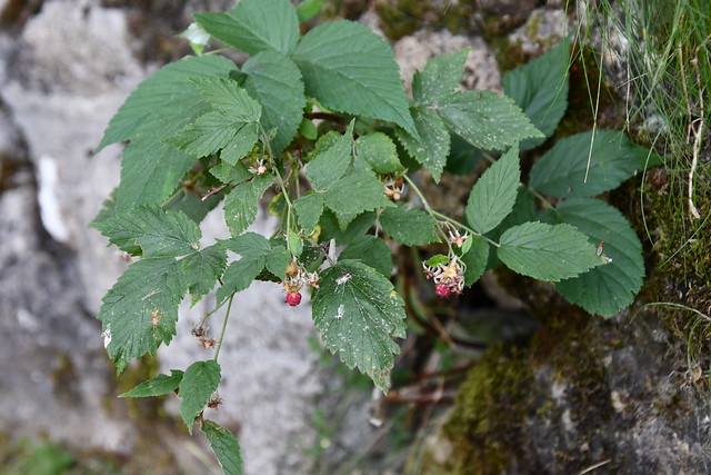 Rubus idaeus, Andorra