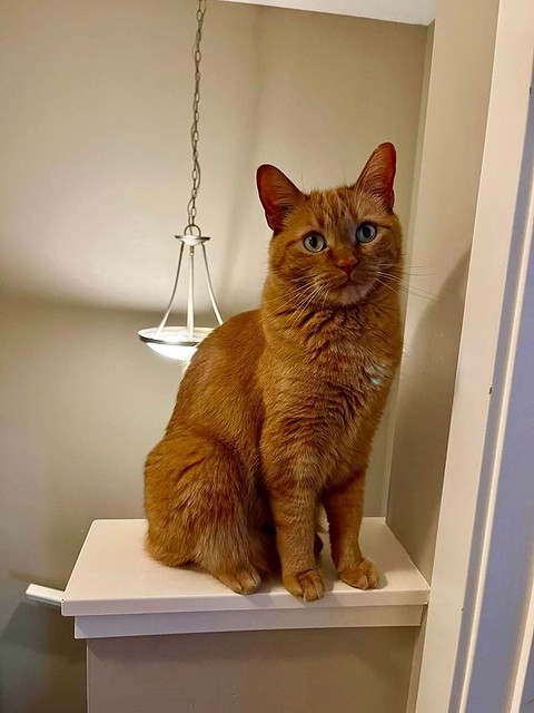 LOST dsh orange tabby cat in #PanoramaHills since Dec 17.  CALL/ TEXT 403-870-3151 if seen/ found. Pls share, watch, help find Nacho  MISSING CAT “NACHO” MALE GINGER CAT 5 YEARS OLD APPROXIMATELY 12 LBS PLEASE SHARE! HAS BEEN MISSING SINCE NIGHT OF DEC 17