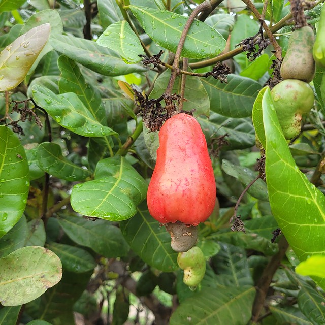 Fruto do cajueiro roxo, Vale da Neblina-PB, Brasil.