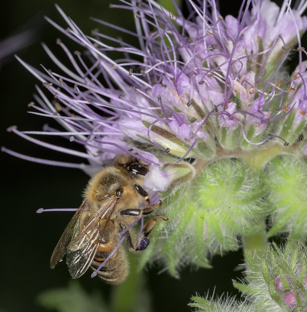 Honey bee on phacelia