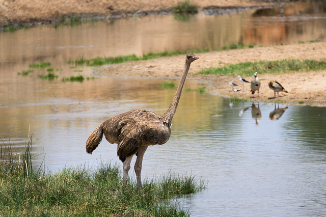 Ostrich on a Riverbank