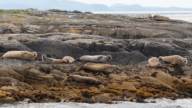 Atlantic seals