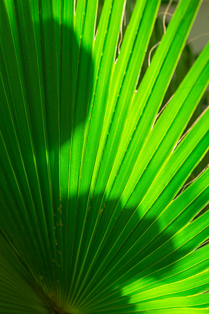 Macro Shot of Tropical palm tree washingtonia filifera and bright sunshine of Linden ex Andre H.Wendi ex de Bary Sort