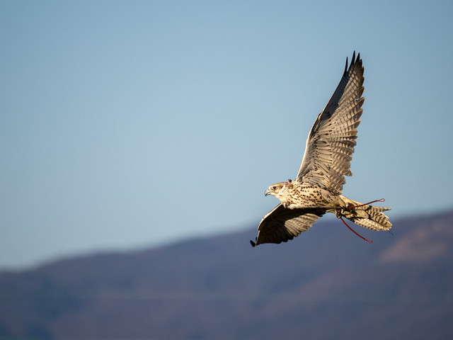 Falco Peregrinus - Buttignon Mossa