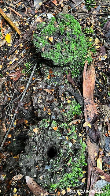 Dead Stumps of Cyathea australis - Rough Tree Fern