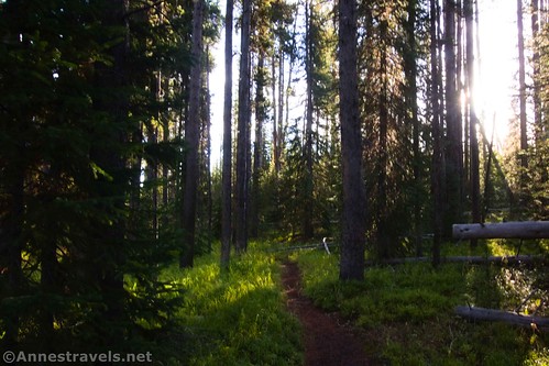 Hiking through the forest toward Riddle Lake, Yellowstone National Park, Wyoming