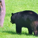 DSC_0975 American Black Bear Family~ Ursus americanus ~ Ours noir d&#039;Amérique ~ Baribal ~ in my yard in Sparta, New Jersey   
