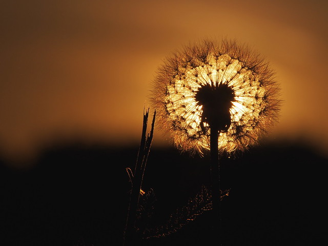 Pusteblume verdeckt Sonne - Dandelion covers the sun _ 2