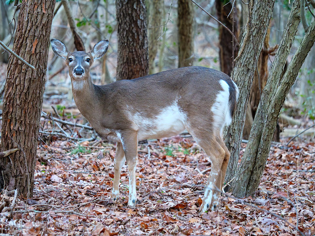 Piebald White-tailed Deer