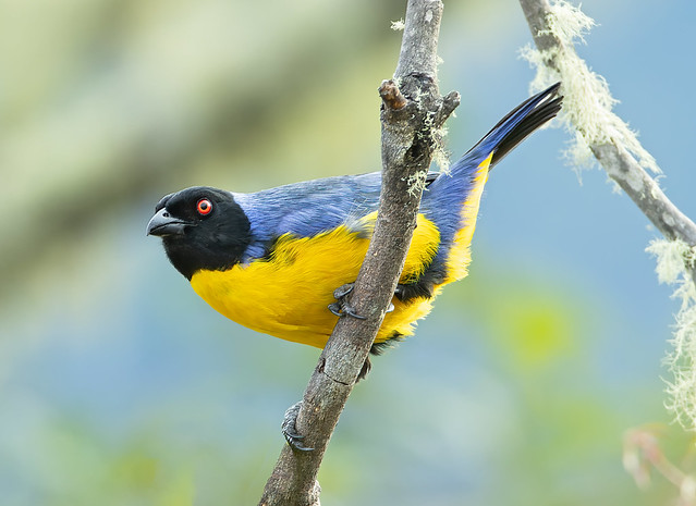 hooded mountain tanager