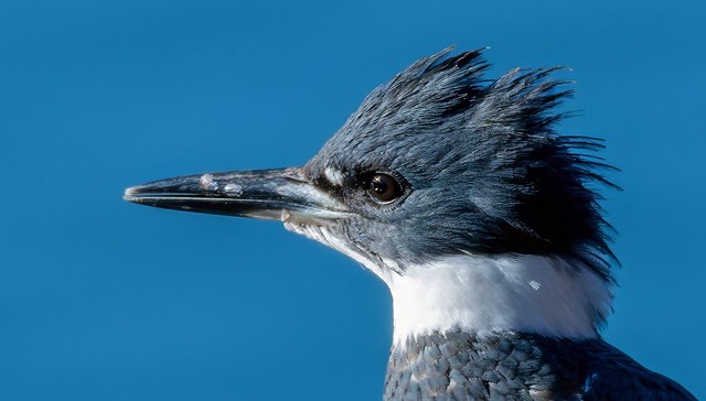 Profile: Belted Kingfisher (Megaceryle alcyon)