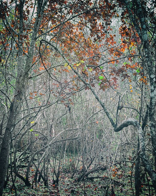 Dreams of Fall in the Swamp.