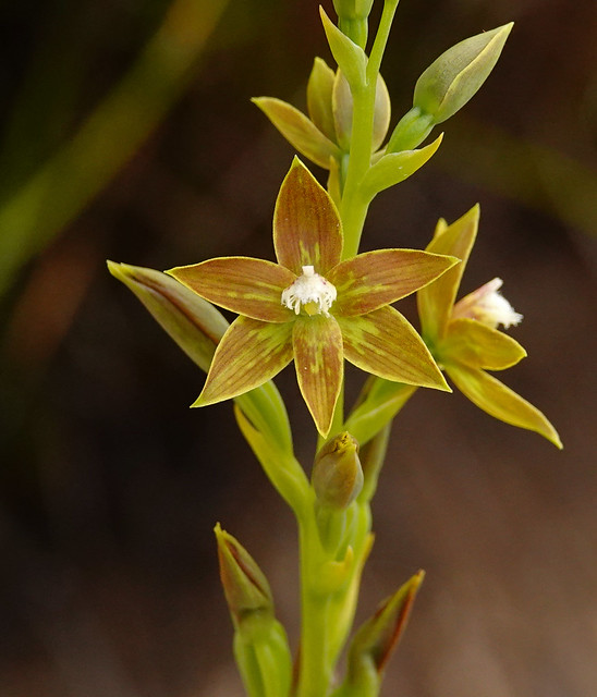 Chestnut Sun Orchid - Thelymitra fuscolutea