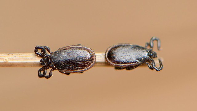 Tiny male Western Black-legged Ticks on a grass stem