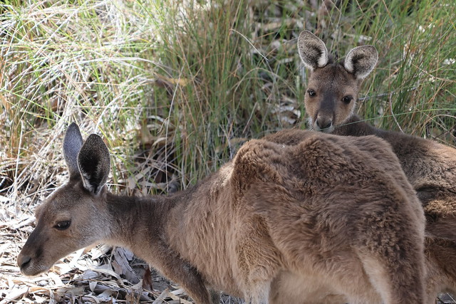 Kangaroos, Kalbarri National Park