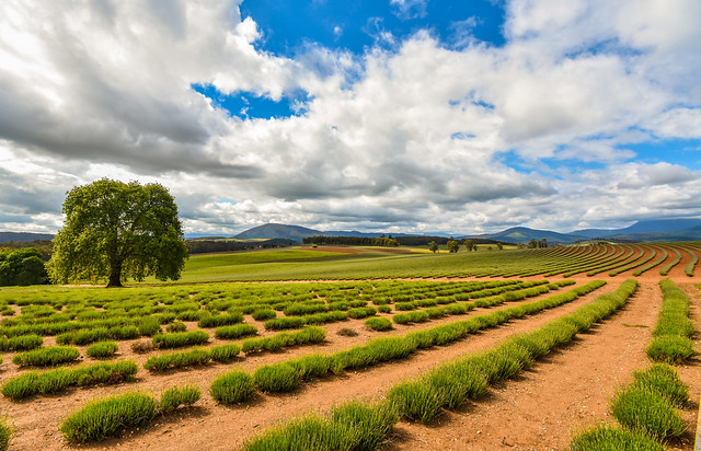 Tasmanian Lavender Farm