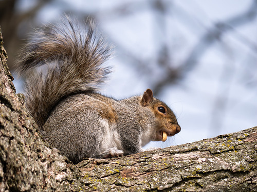 Squirrel in a tree