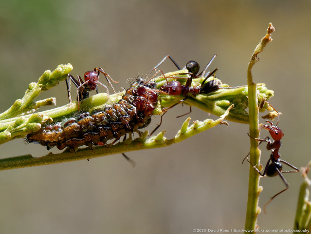 Larva of Stencilled Hairstreak (Jalmenus ictinus) being attended by meat ants (Iridomyrmex spp.)