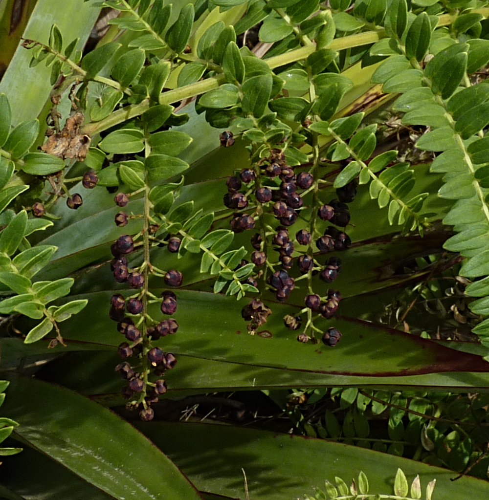 Coriaria ruscifolia 53409923010_625178d187_o