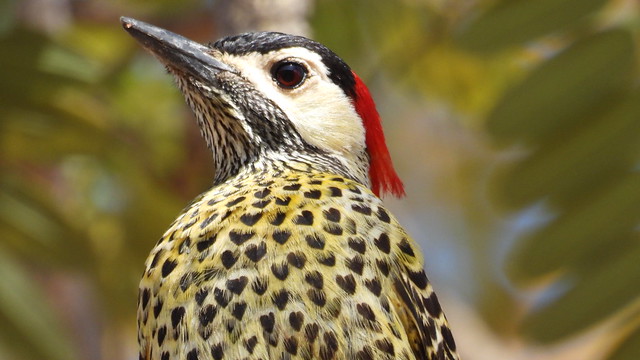 Pica-pau-verde-barrado - Green-barred Woodpecker