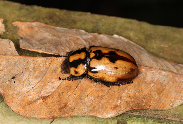 Scarab Beetle --- Cyclocephala mafaffa