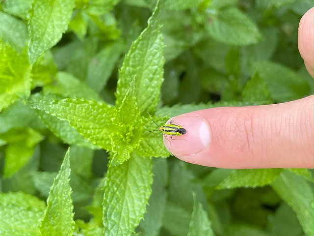 Fourlined plant bug on a mint bed