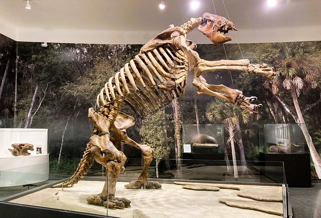 Eremotherium laurillardi --  Giant Ground Sloth from the Pleistocene Epoch 7018