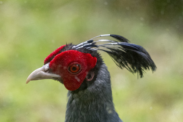 Penang Birds-25 - Lophura sp.