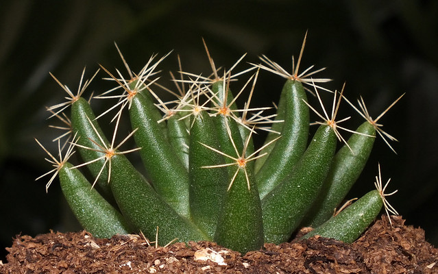 Finger cactus (Mammillaria longimamma)