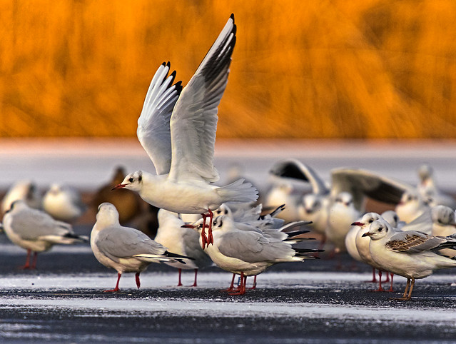 seagulls on a frozen pond