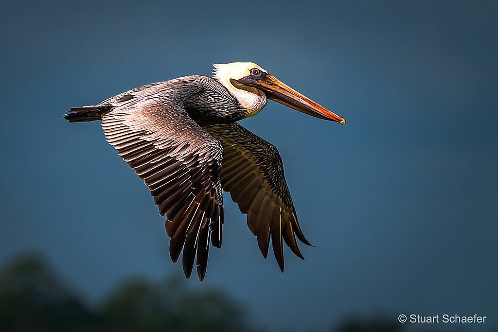 Brown Pelican Flying Overhead
