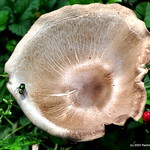 DSC_0783 Death Cap Mushroom ~ Amanita phalloides ~ Amanite phalloïde ~ Chapeau de la mort ~ My Yard in Sparta, New Jersey  