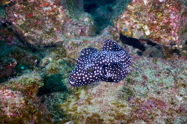 Spotted Pufferfish