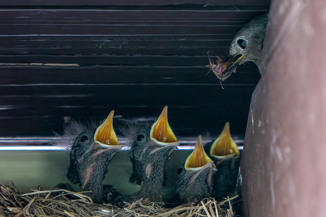 Der Hausrotschwanz (Phoenicurus ochruros) bringt Futter für die Jungvögel