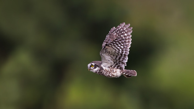 A Spotted Owlet in flight