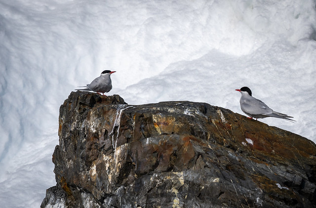 Antarctic Terns (Sterna vittata)