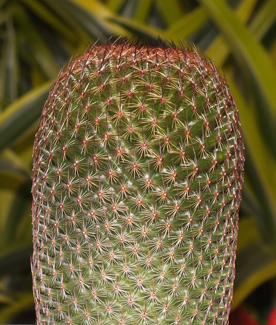 Thumb cactus (Mammillaria matudae)