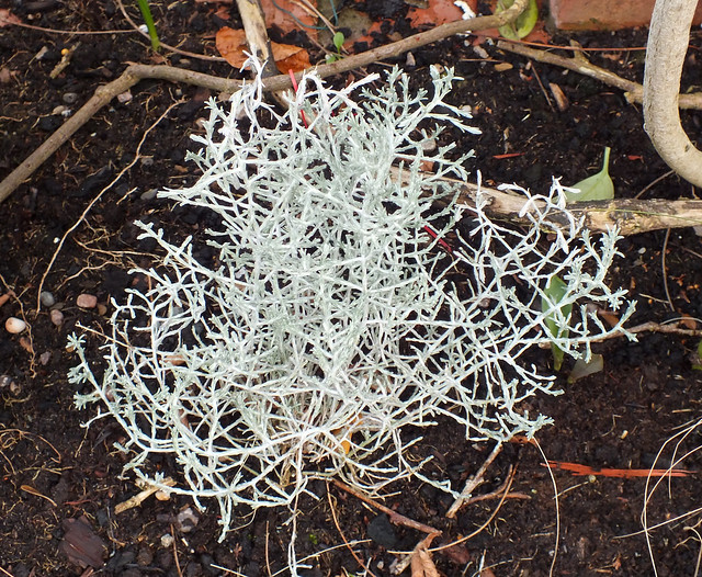 Cushion bush (Leucophyta brownii)