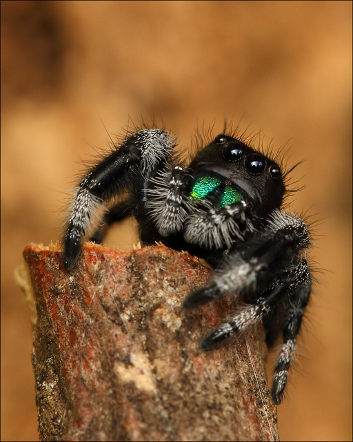 Regal Jumping Spider Male 2