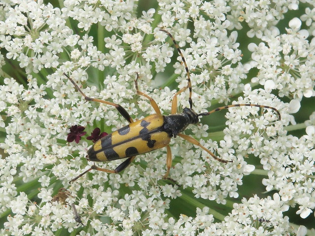 Black-and-yellow Longhorn Beetle