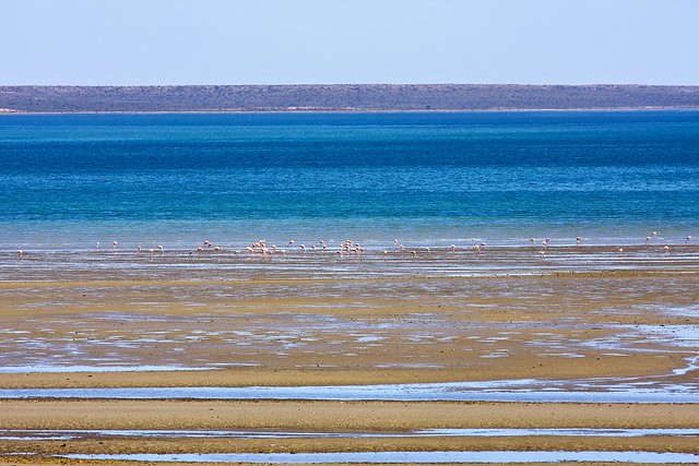 blue ocean and flamingos