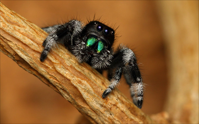 Regal Jumping Spider Male 4