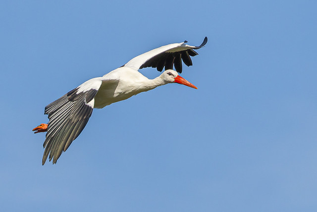 White Stork   (c)