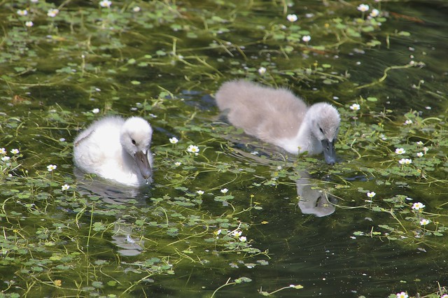 young Swan