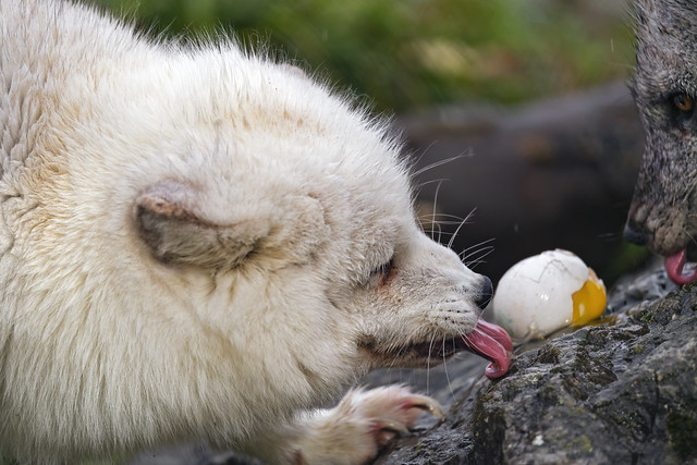 Fox licking egg white